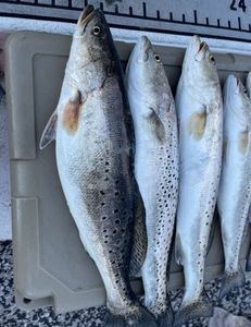 Fish-Species