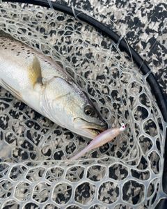 Fish-Species