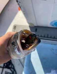 Washington North Carolina bite was on fire