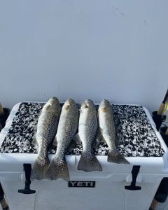 Nc Speckled Trout 