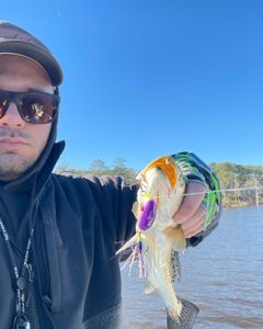 Fish-Species