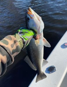 Fish-Species