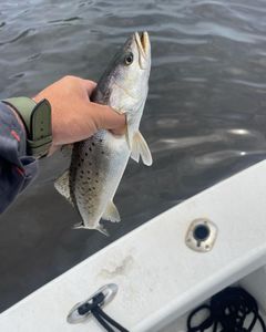 Fish-Species
