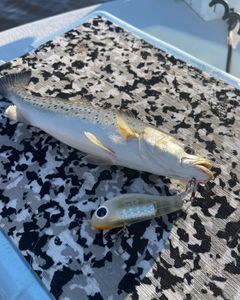 Fish-Species