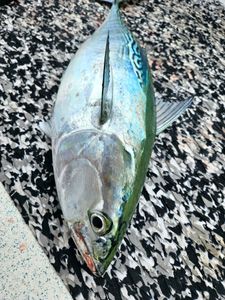 Silver shine of the False Albacore