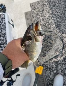 Fish-Species