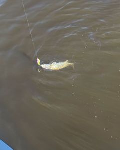 Fish-Species