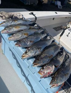 Fish-Species