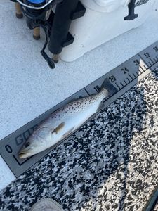 Sea Trout Charter Trip