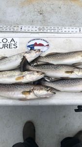 Good specked trout bite. 