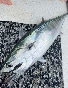 North Carolina coastal catches. 