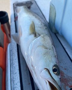 Trout fishing in NC!