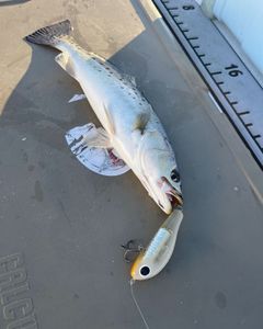 Fish-Species