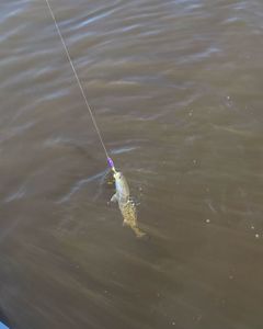 Fish-Species