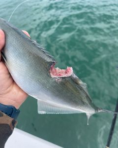 Private Charter Fishing NC