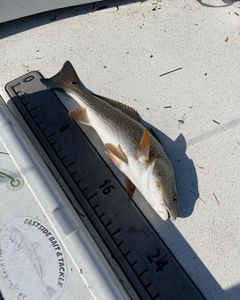 Great fishing adventure in NC