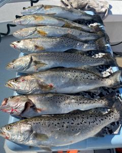 Spotted Weakfish, Rainbow Trout fishing in Greenville