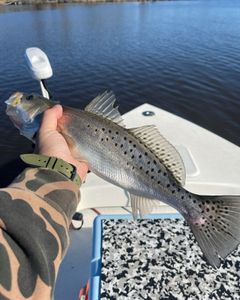 Two spotted weakfish caught fishing in Greenville