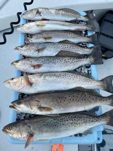 Seven spotted weakfish caught during fishing trip in Greenville