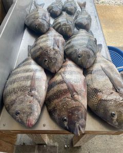 A photo of 6 sheepshead and black drum fish caught in Greenville