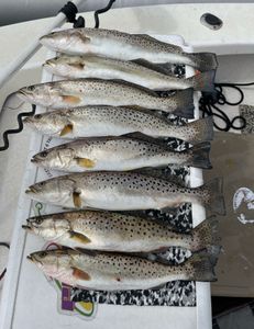 7 spotted weakfish caught while fishing in NC