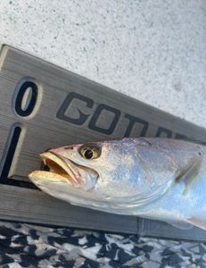 Yellow mouths Caught here in Eastern NC 