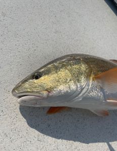 Giant Fish Catches In NC