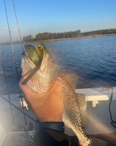 Belhaven Speckled trout were hungry