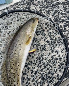 Fish-Species
