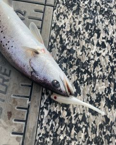 Eastern North Carolina Trout