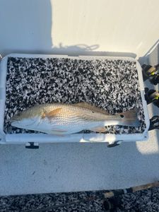Slot redfish eating well this morning. On bait