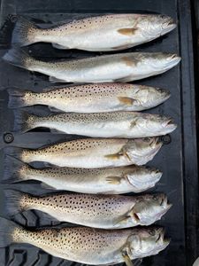 Two man limit of trout on the slick lure today!