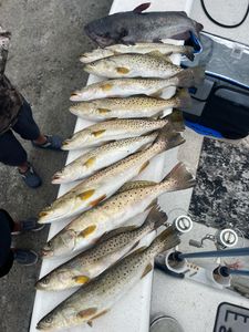 Fish-Species