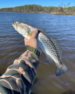 One fishing catch in Greenville
