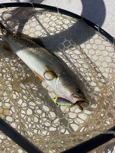 A group of 4 people fishing in NC