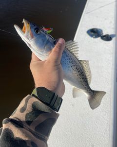 Fisherman with a fishing rod in Greenville
