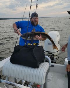 Hardhead sea catfish caught in Greenville