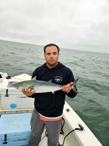 A little tunny fish caught by a person in Greenville