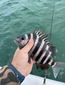 Sheepshead fish caught in Greenville