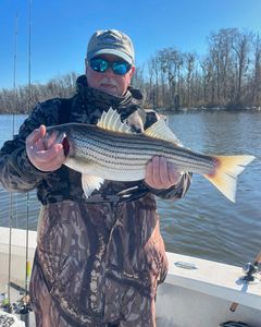 Striped bass caught while fishing in Greenville