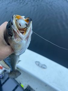 Fish-Species