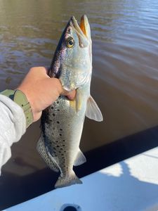 Fish-Species