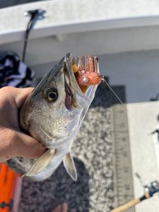Fish-Species