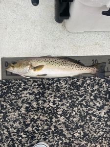 Fish-Species