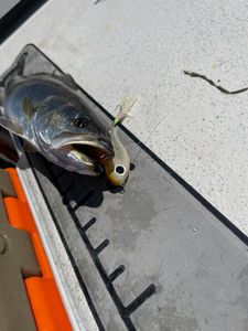 Fish-Species