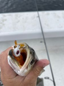 Fish-Species