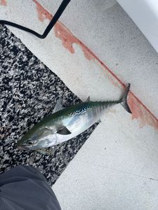 Little Tunny fish caught while fishing in Greenville