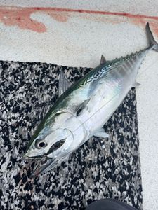 Little Tunny Fish Caught While Fishing in NC