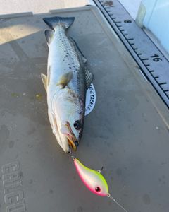 Lone angler fishing in Greenville