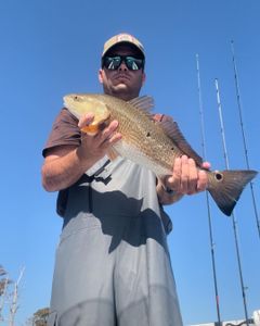 Redfish caught in Greenville